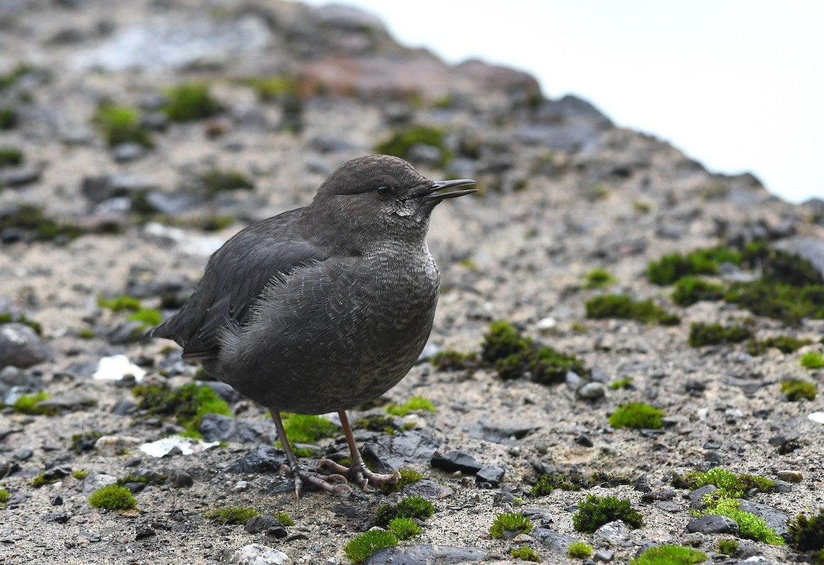 American Dipper - ML124784871