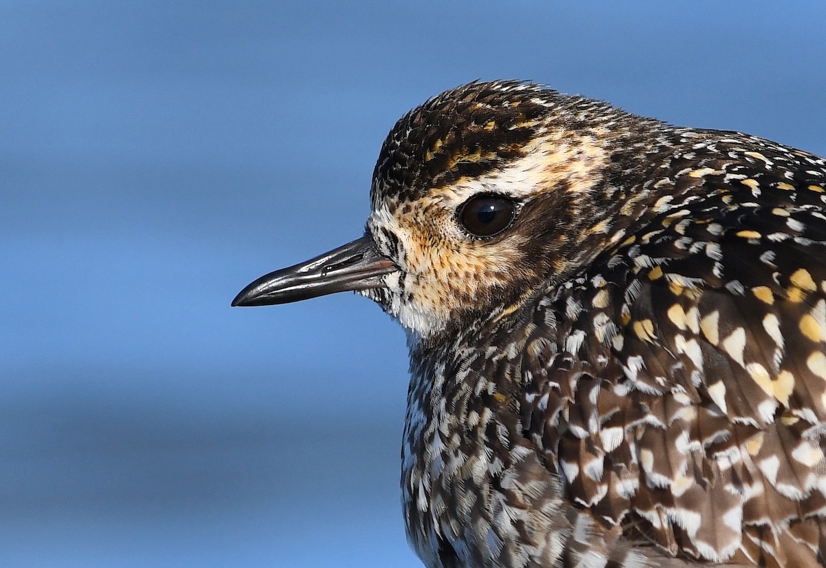 Pacific Golden-Plover - David M. Bell