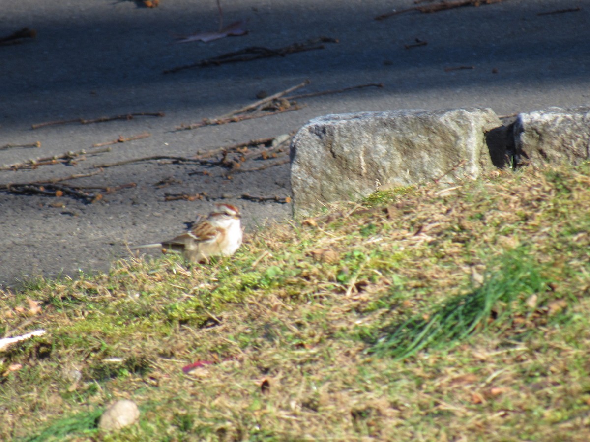 American Tree Sparrow - ML124786171