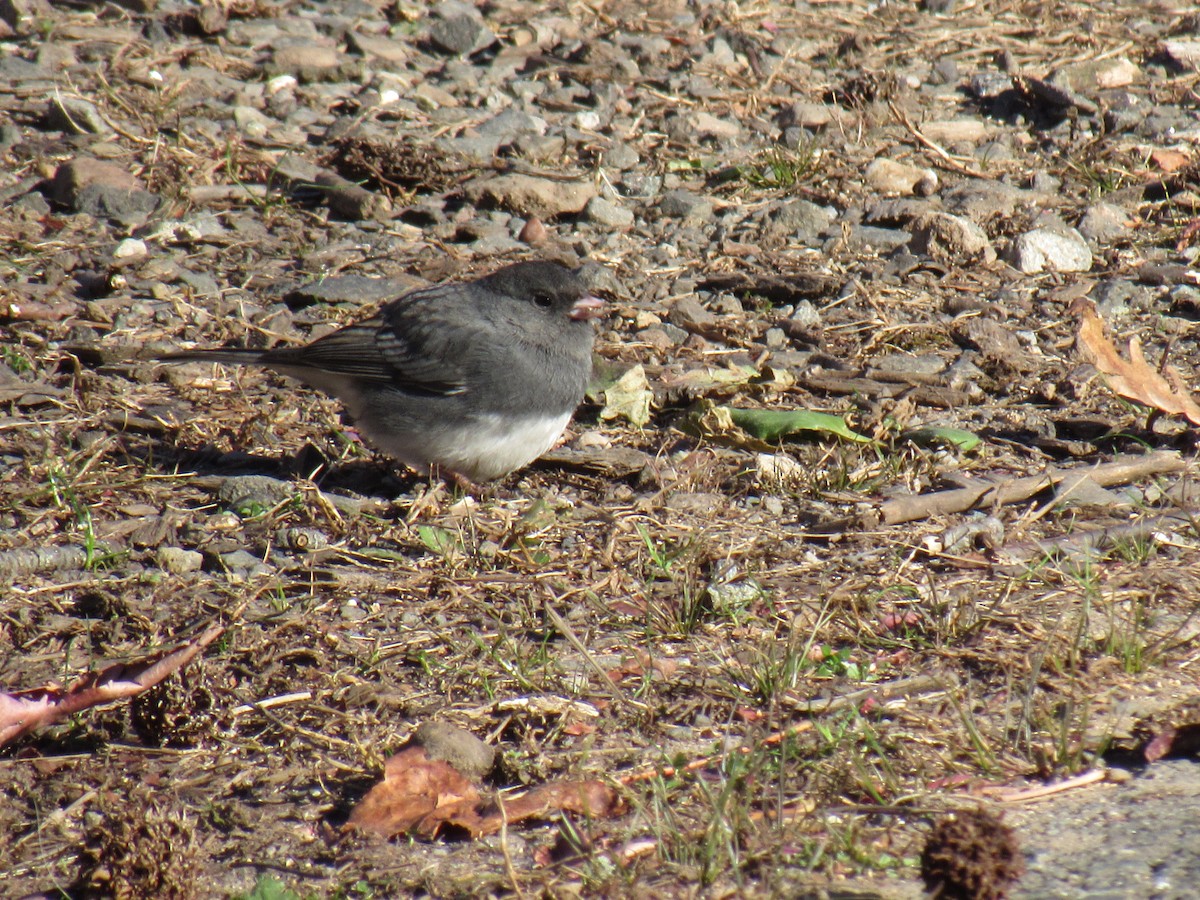 Dark-eyed Junco - ML124786231