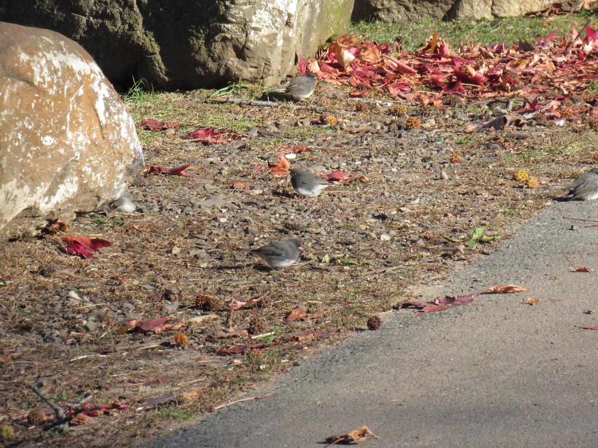 Junco ardoisé - ML124786251