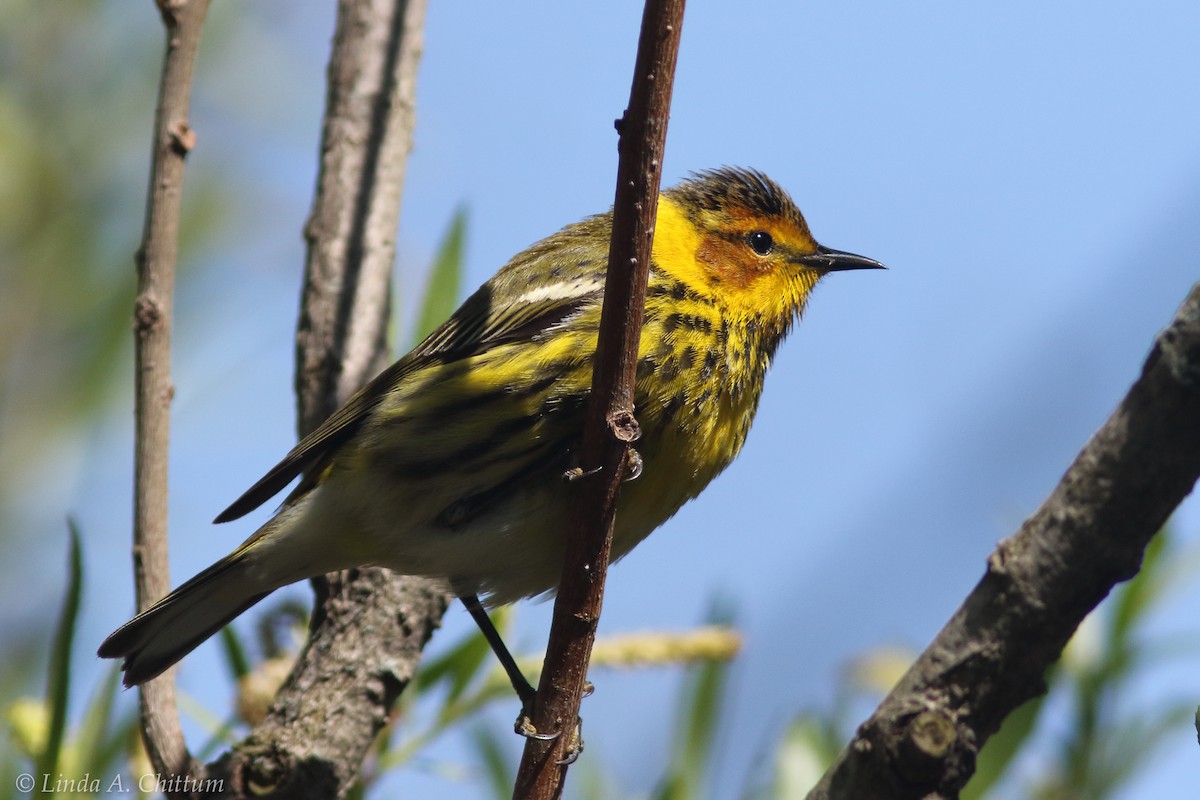 Cape May Warbler - Linda Chittum