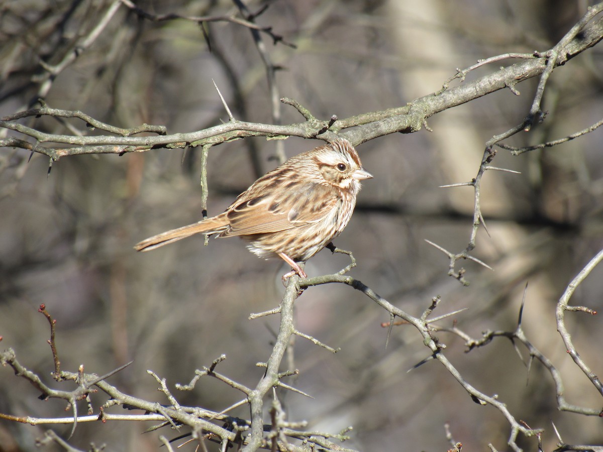 Song Sparrow - ML124786861