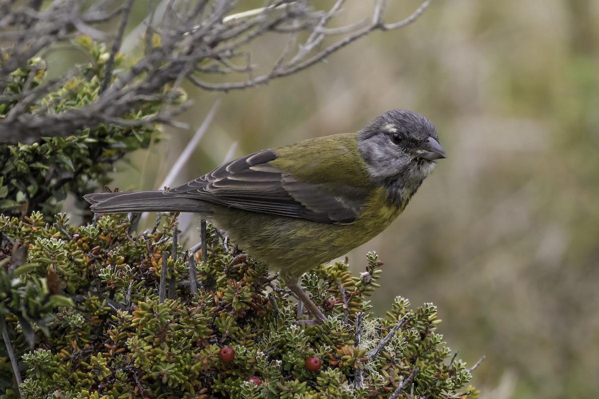 Patagonian Sierra Finch - ML124786911