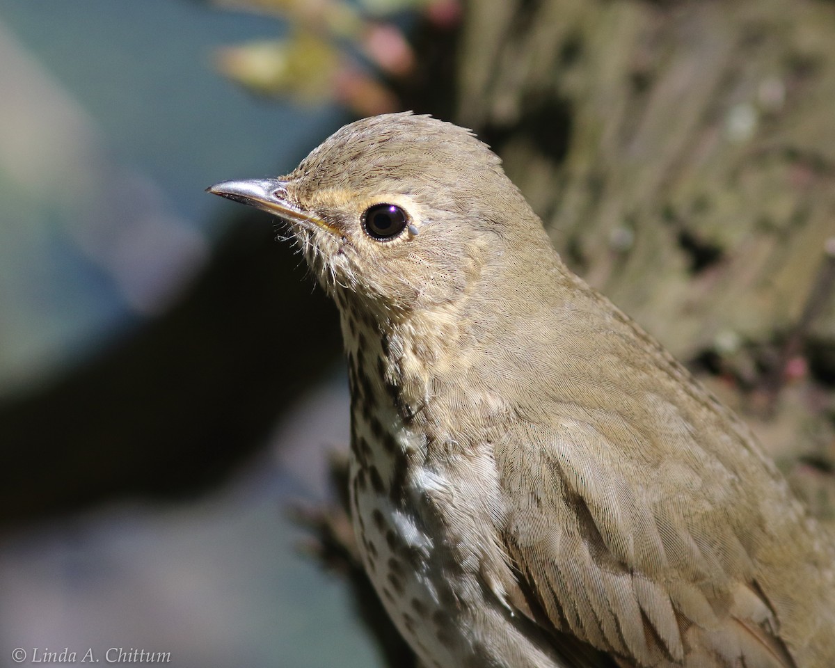 Swainson's Thrush - ML124787591