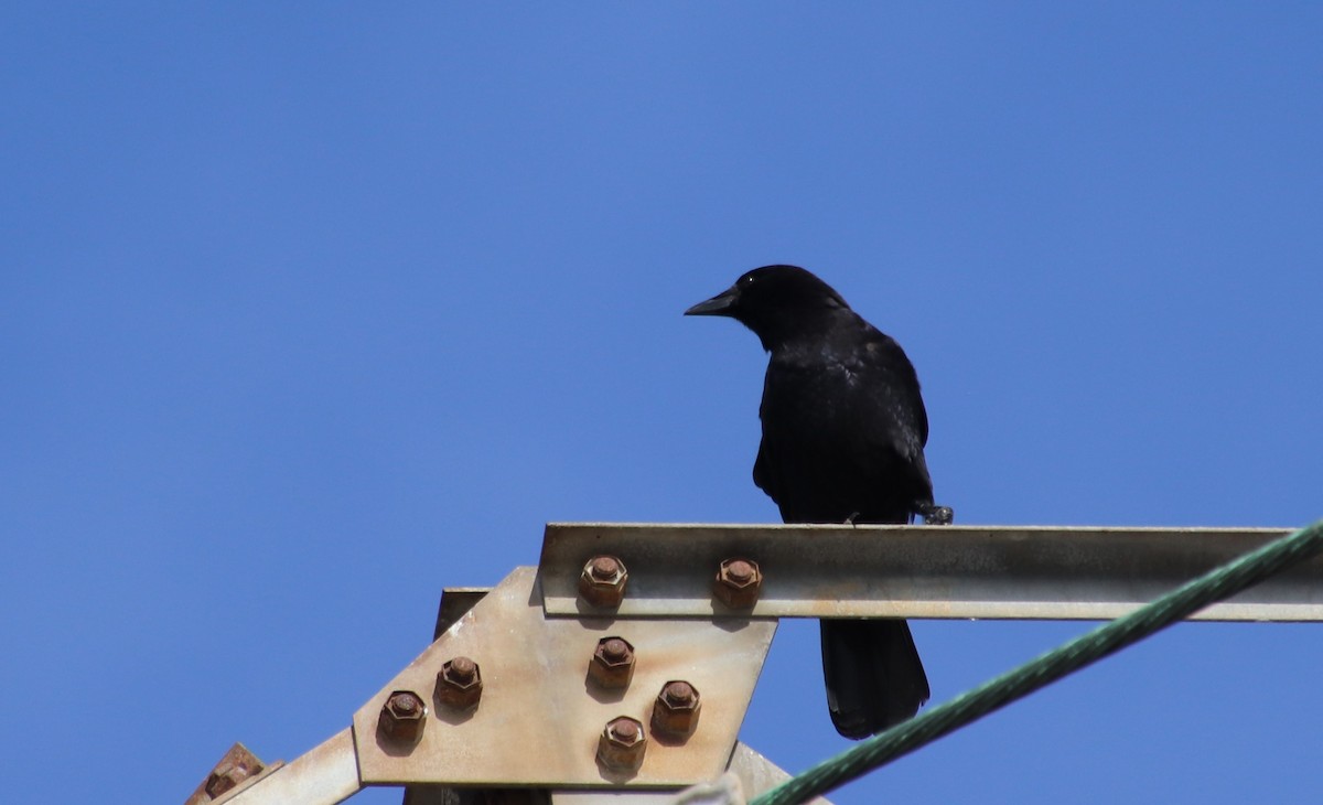 Ворона американська - ML124787601