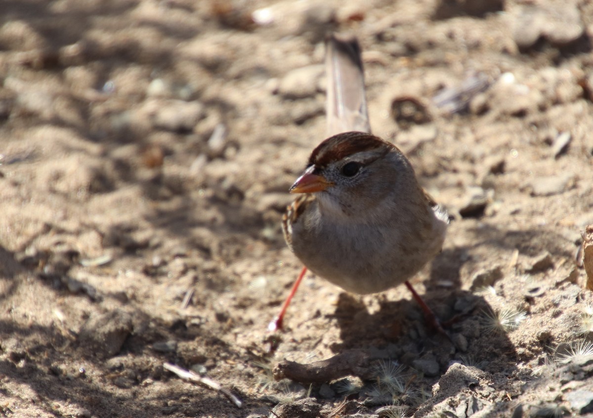 White-crowned Sparrow - ML124787681