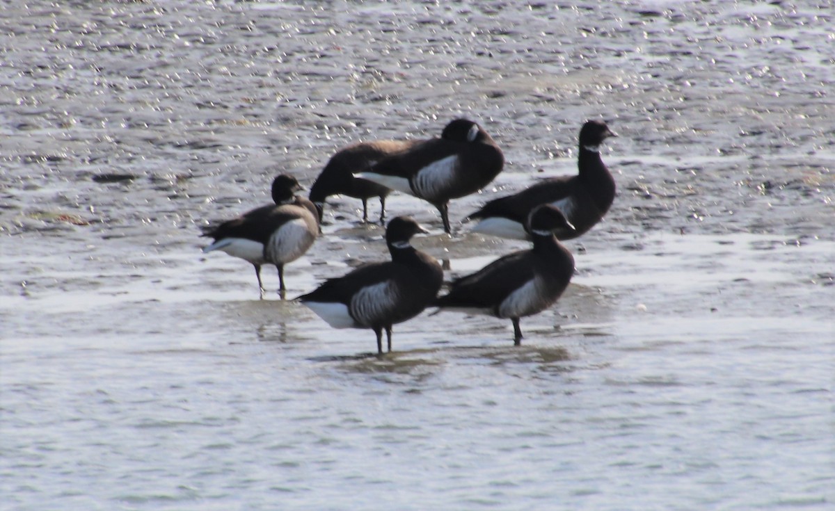 Brant - ML124787931