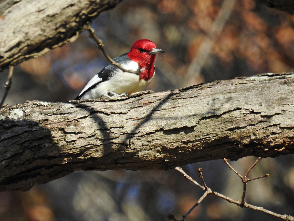 Red-headed Woodpecker - ML124791141