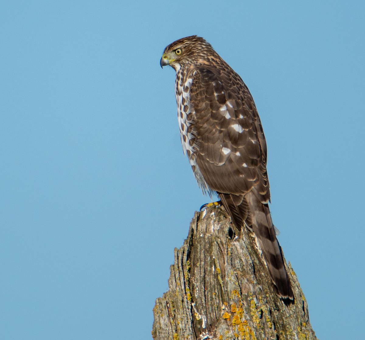 Cooper's Hawk - Louisa Evers