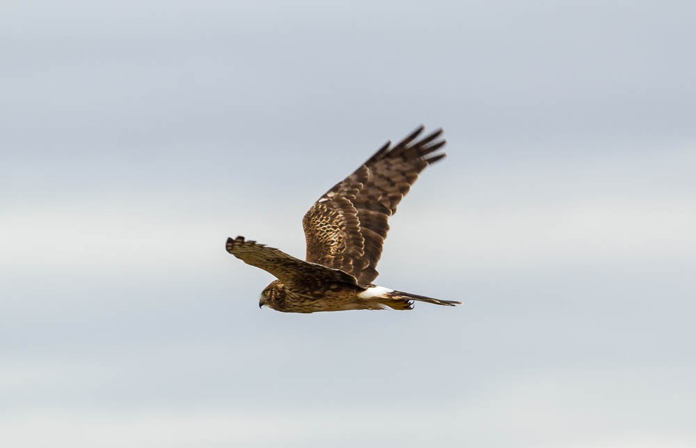 Aguilucho de Hudson - ML124792791