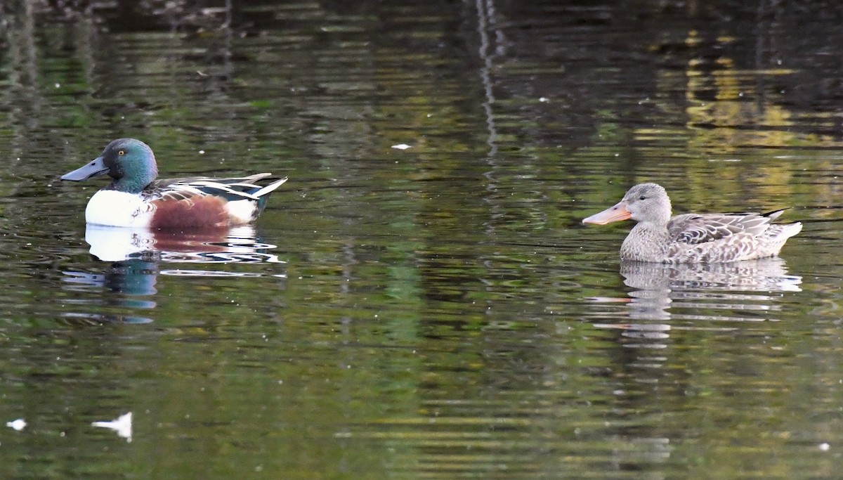 Northern Shoveler - ML124795311