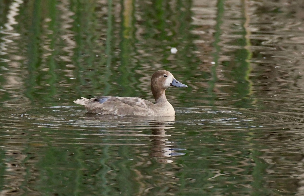 polák americký - ML124795491