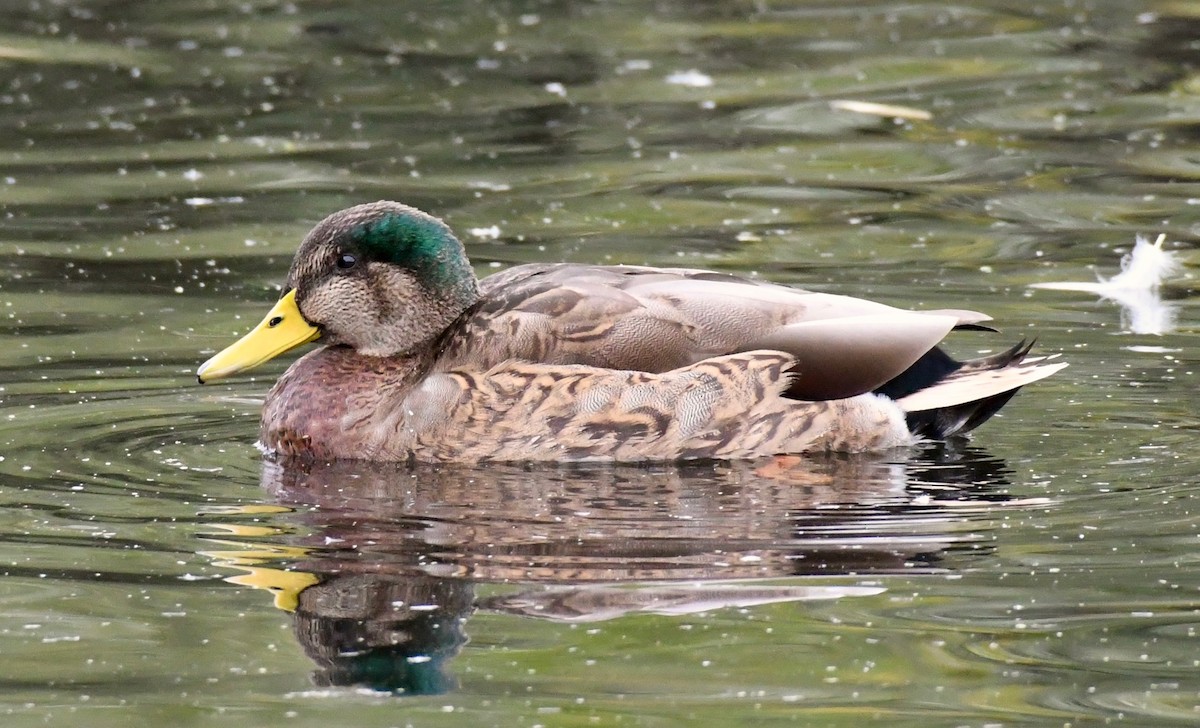 Mallard x Mexican Duck (hybrid) - Adam Dudley