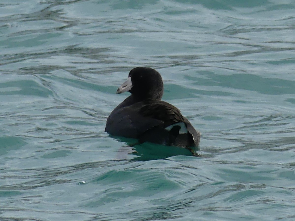 American Coot - Stephen Mitten