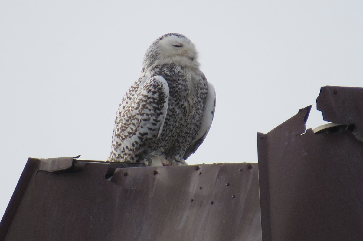 Snowy Owl - ML124799081