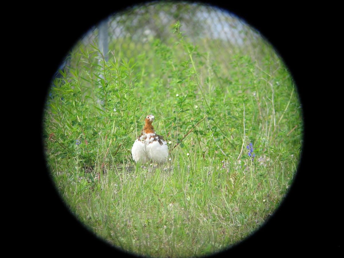 Willow Ptarmigan - ML124800421