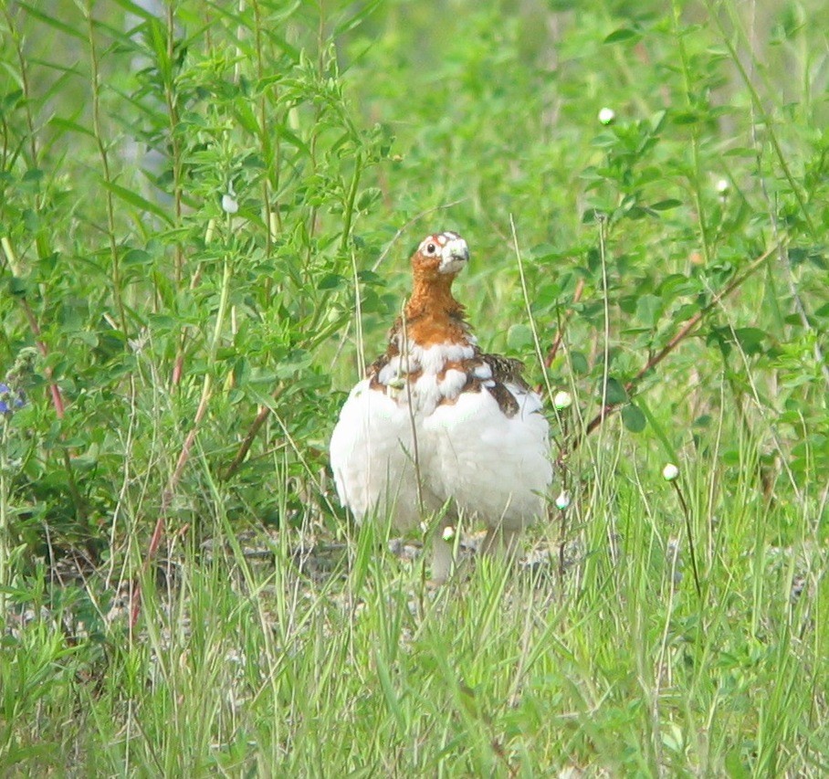 Willow Ptarmigan - ML124800751