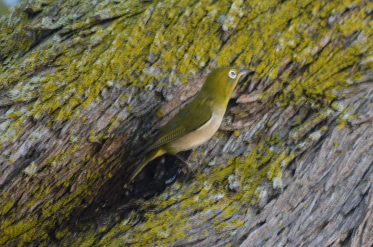 Warbling White-eye - ML124800771