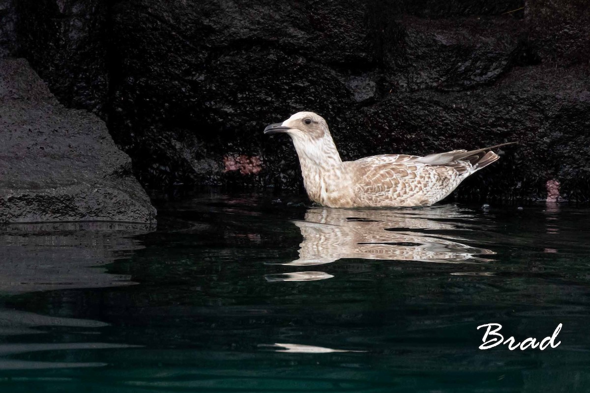 Slaty-backed Gull - Brad Argue