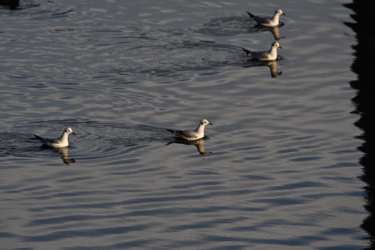 Bonaparte's Gull - Layton Pace