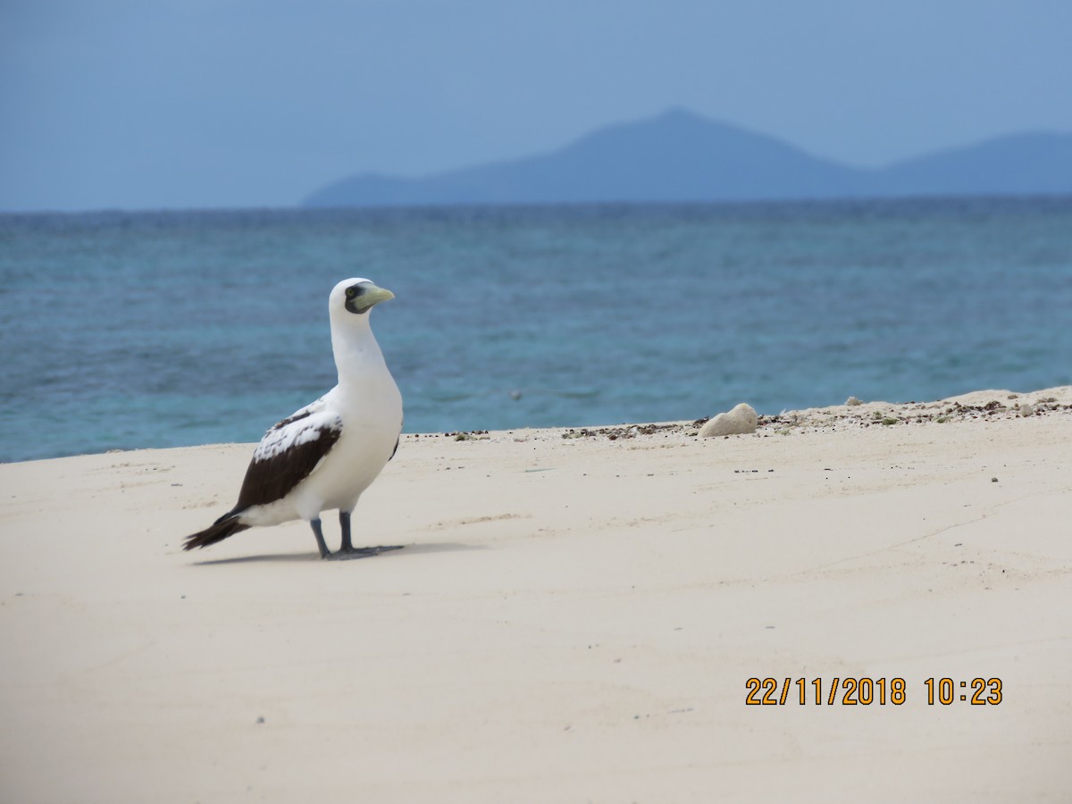 藍臉鰹鳥 - ML124805441