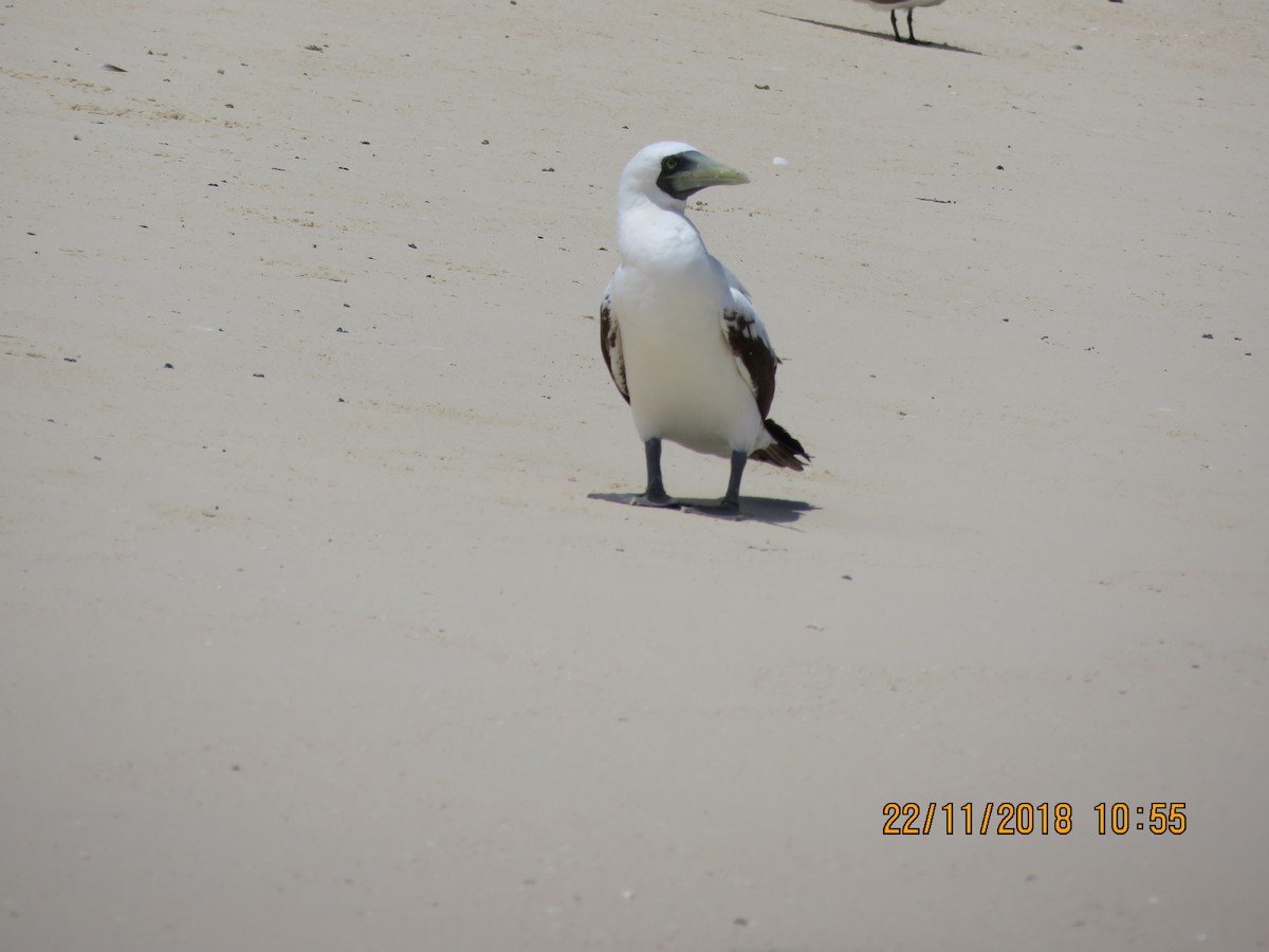 Masked Booby - ML124805481