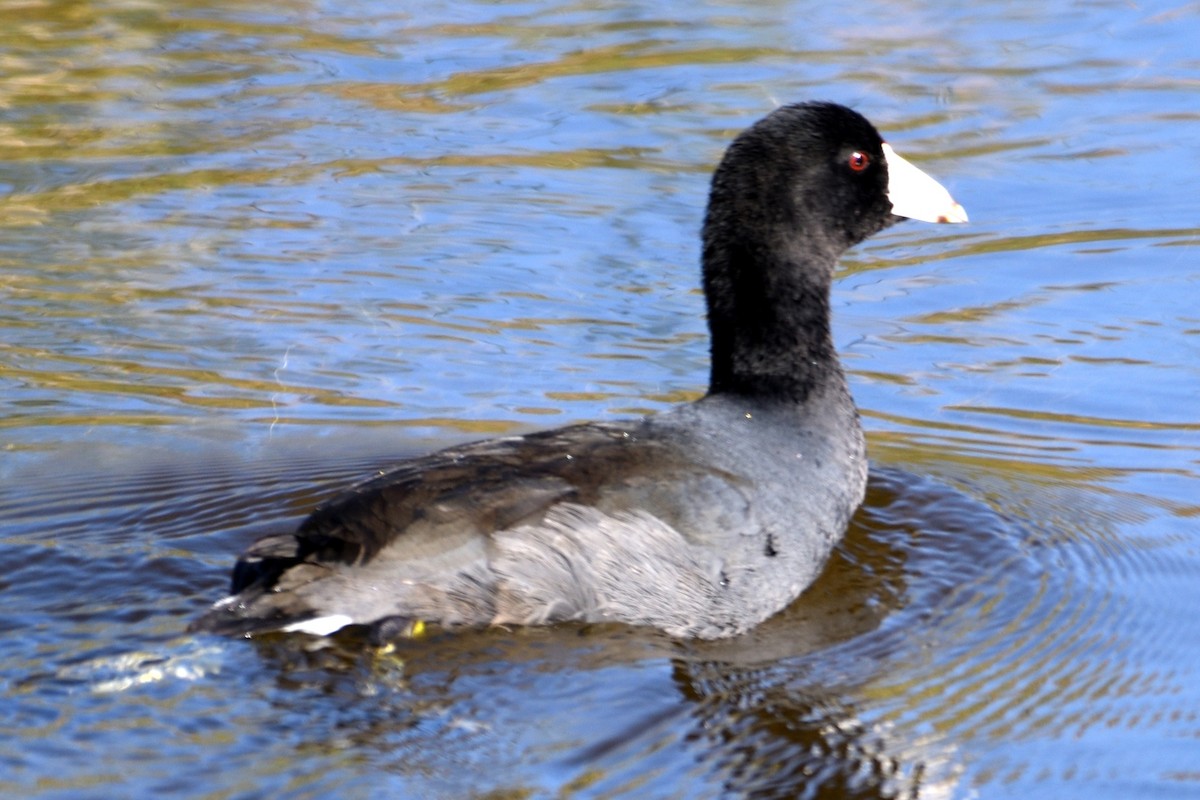 American Coot - ML124806011