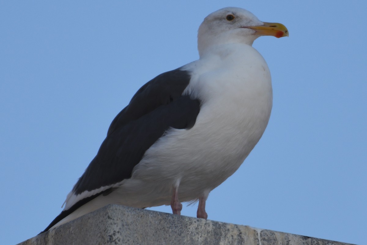 Western Gull - ML124806171