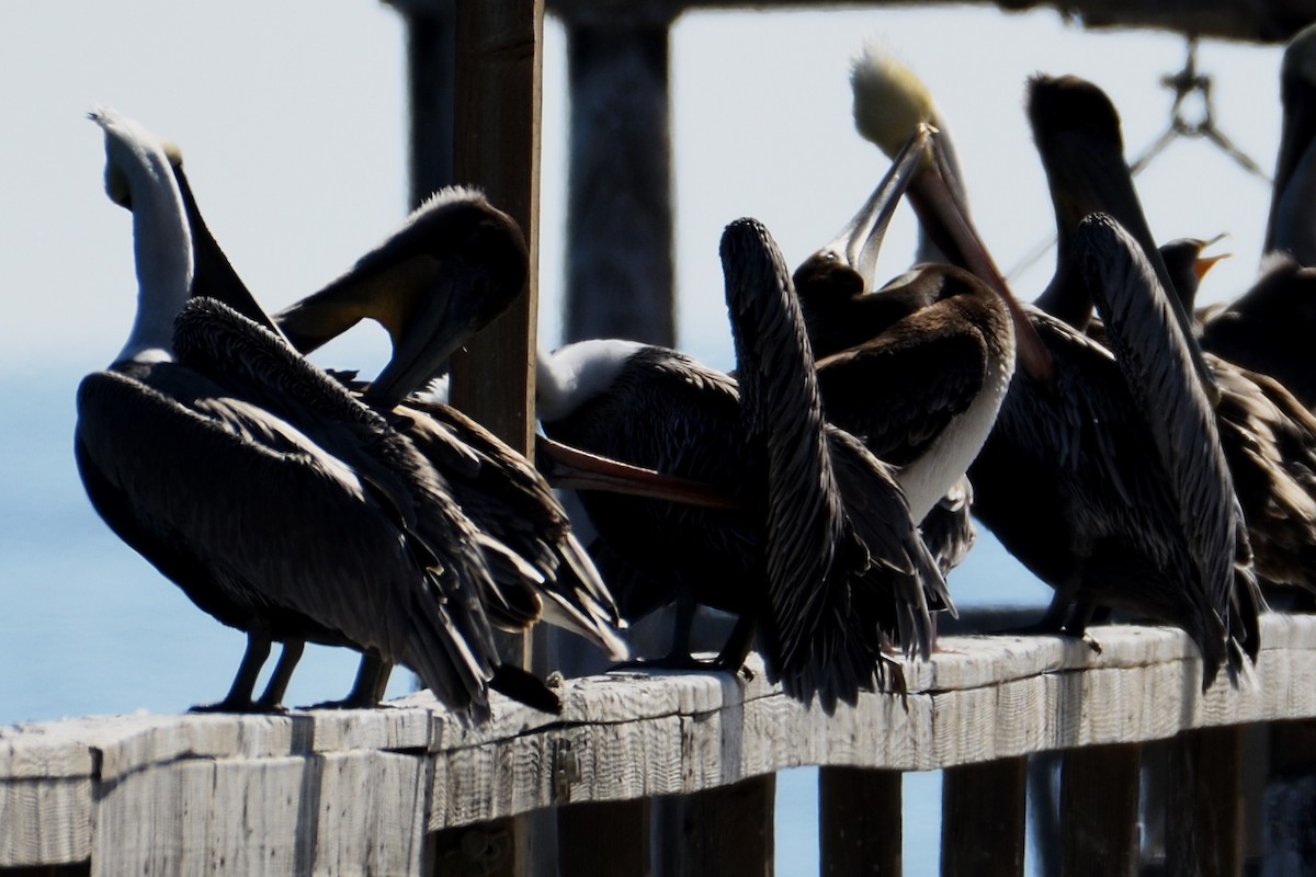 Brown Pelican - ML124806331