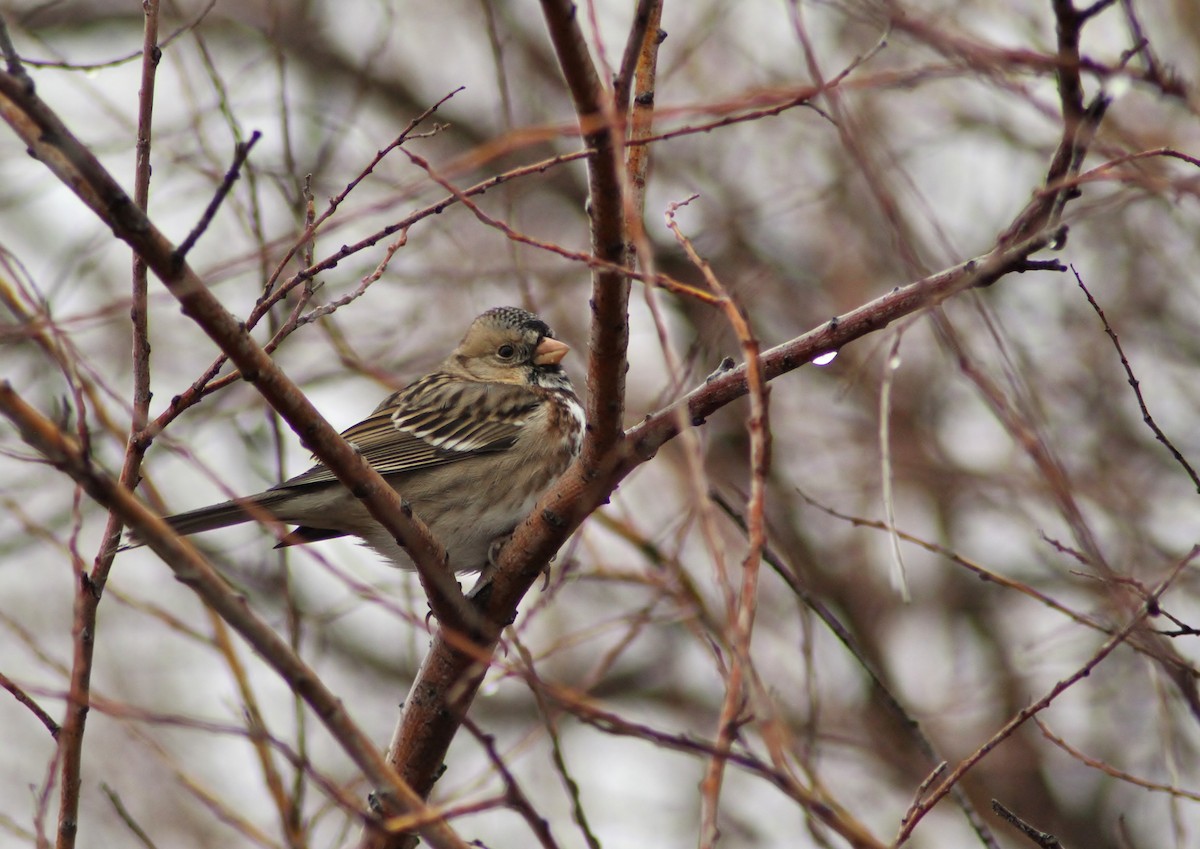 Harris's Sparrow - ML124807531