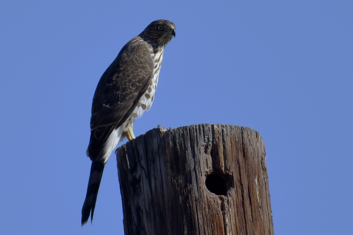 Cooper's Hawk - ML124807611