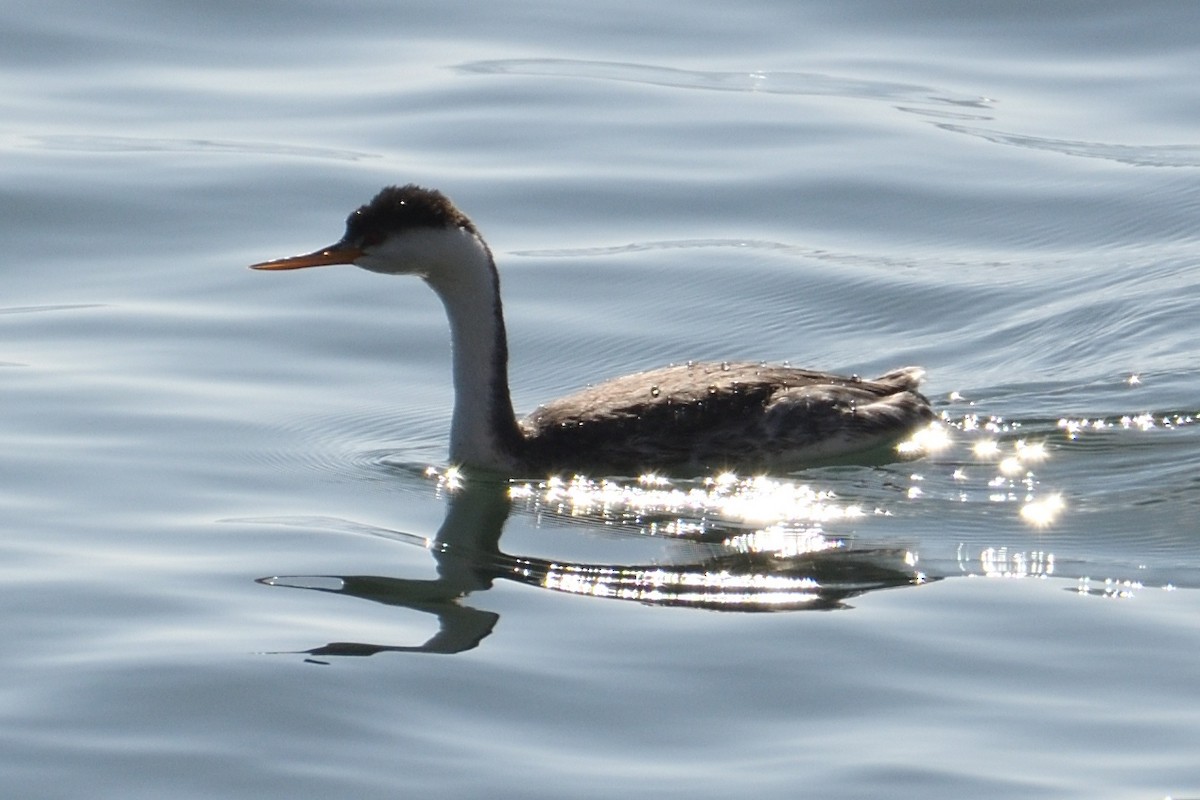 Western Grebe - ML124807891