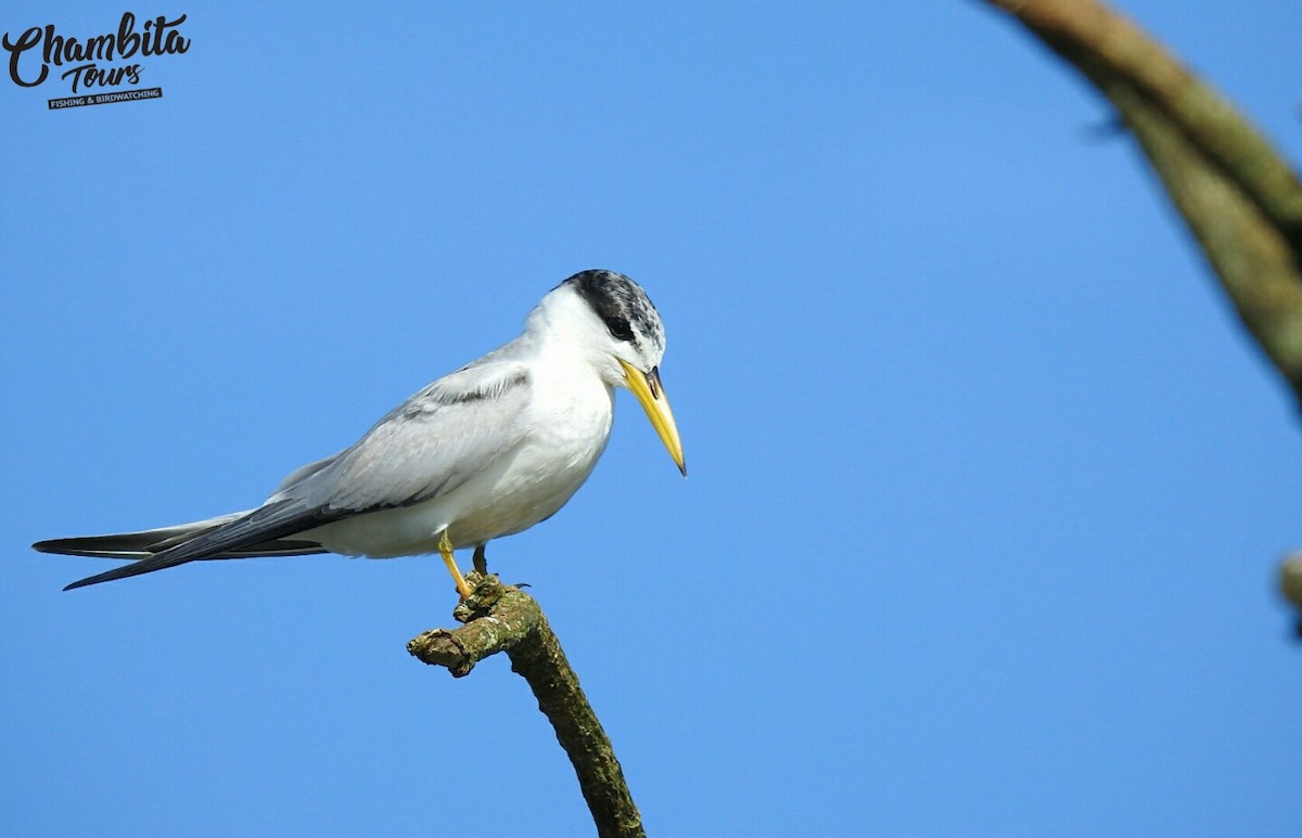 Yellow-billed Tern - ML124807951