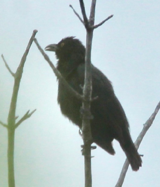 New Caledonian Cuckooshrike - Stuart White