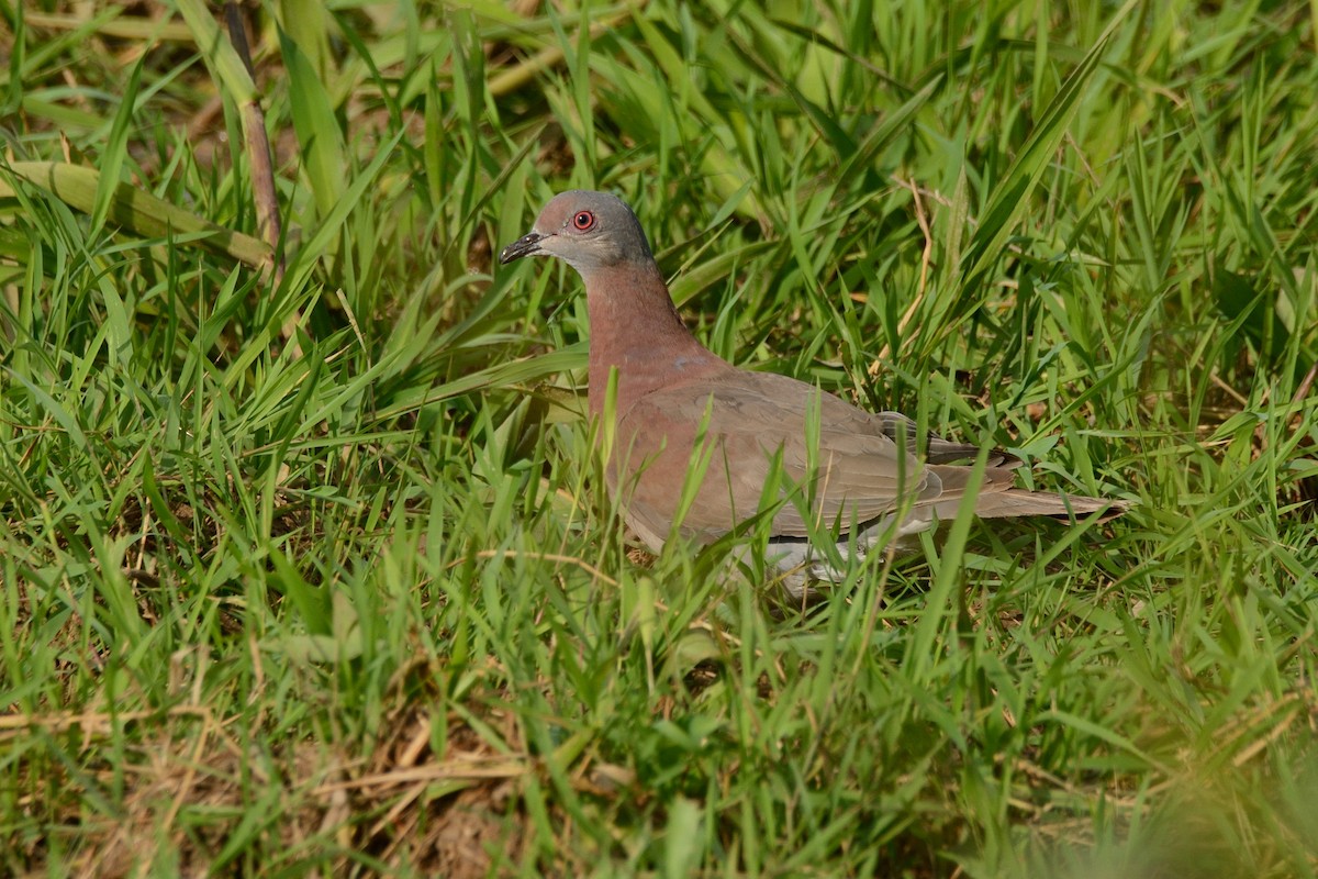 Pale-vented Pigeon - ML124812001