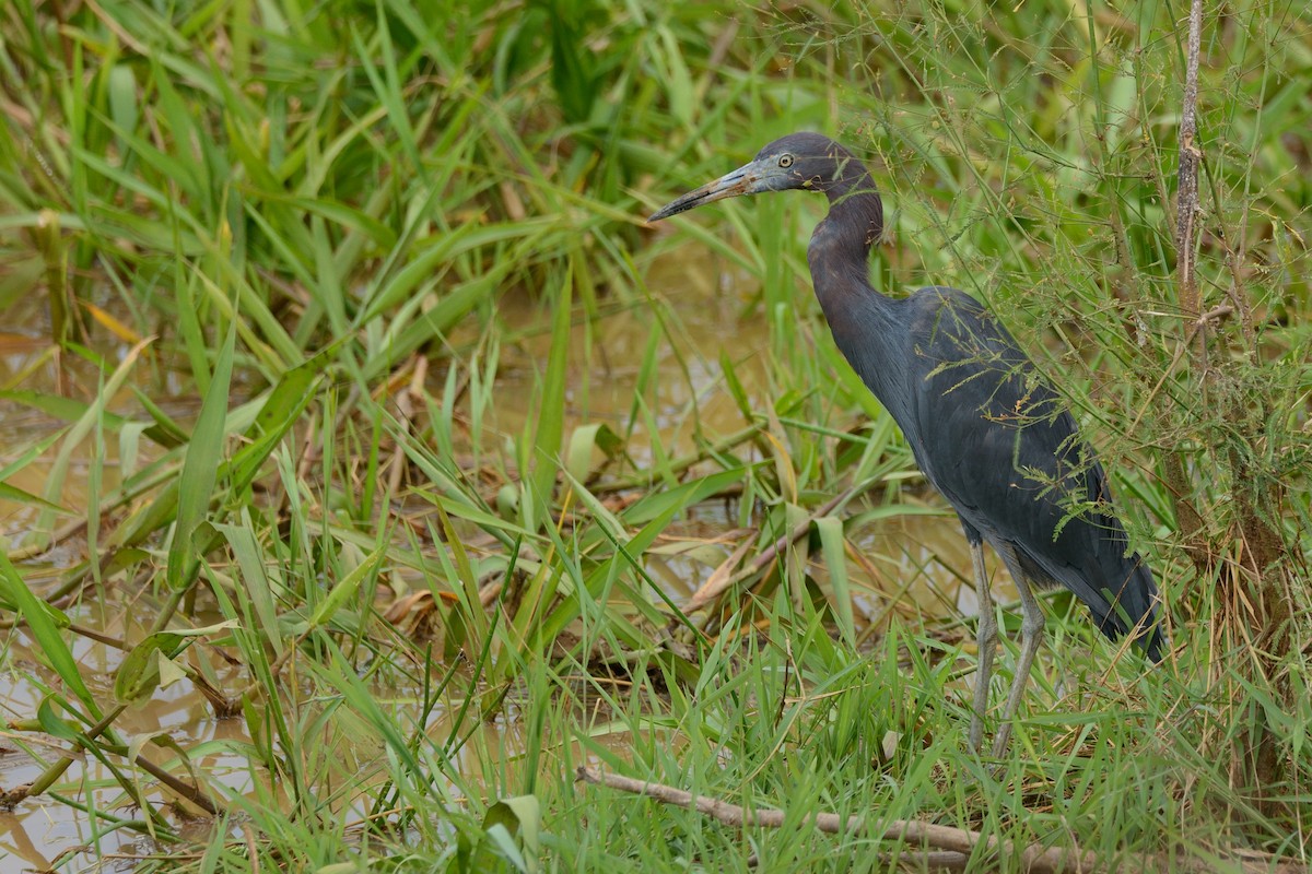 Little Blue Heron - ML124812041