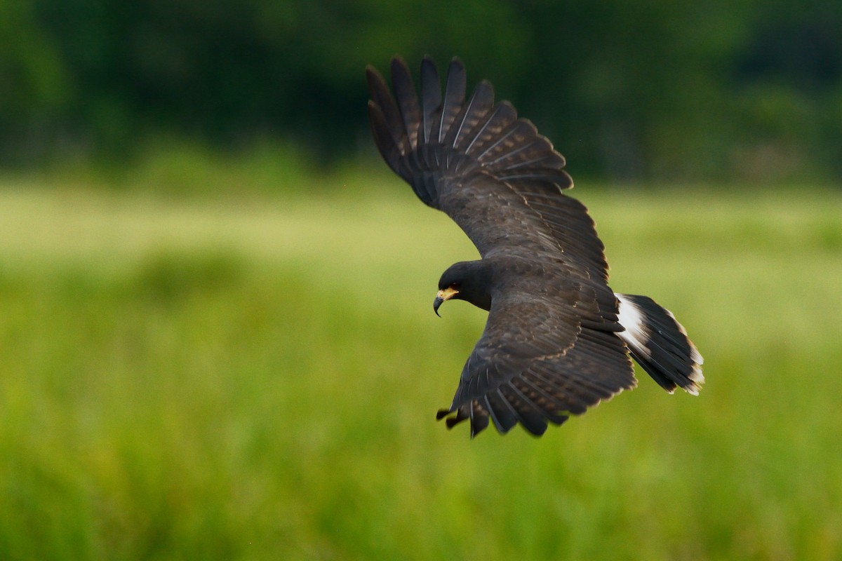 Snail Kite - Miguel Aguilar @birdnomad