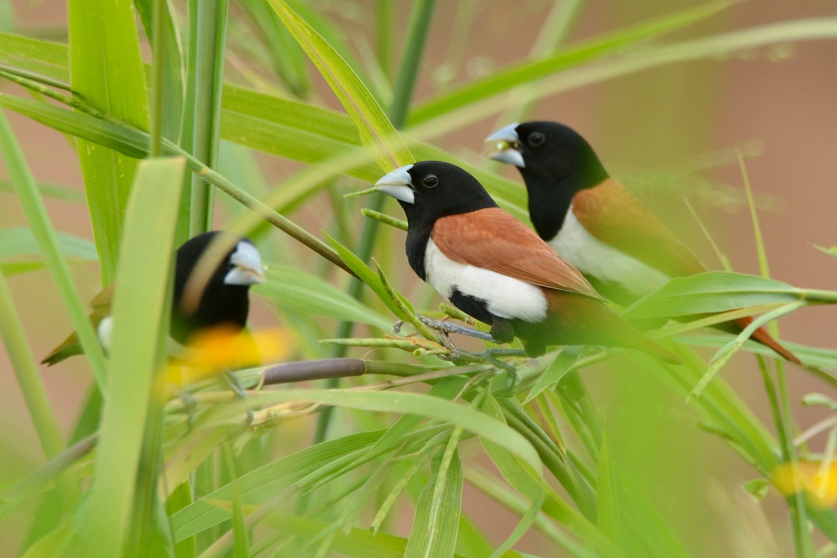 Tricolored Munia - ML124812071