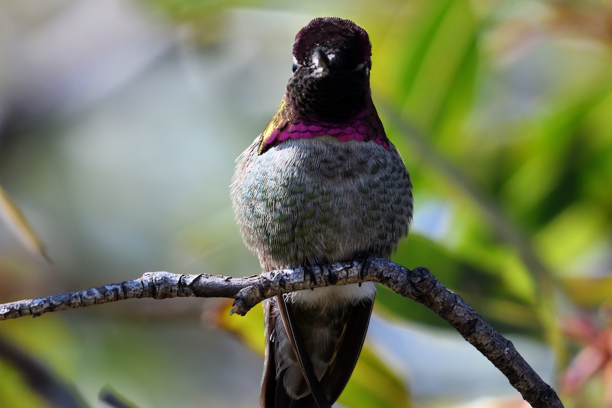 Anna's Hummingbird - ML124812441