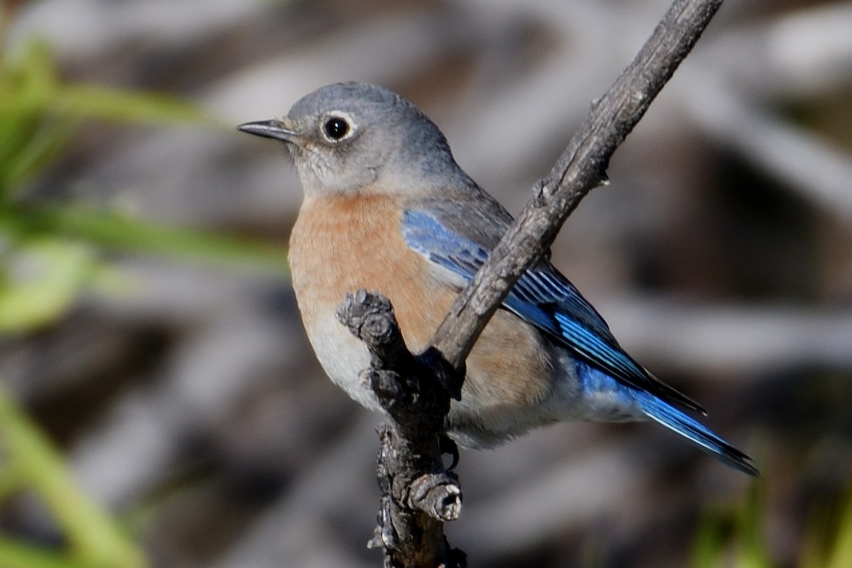 Western Bluebird - John Doty