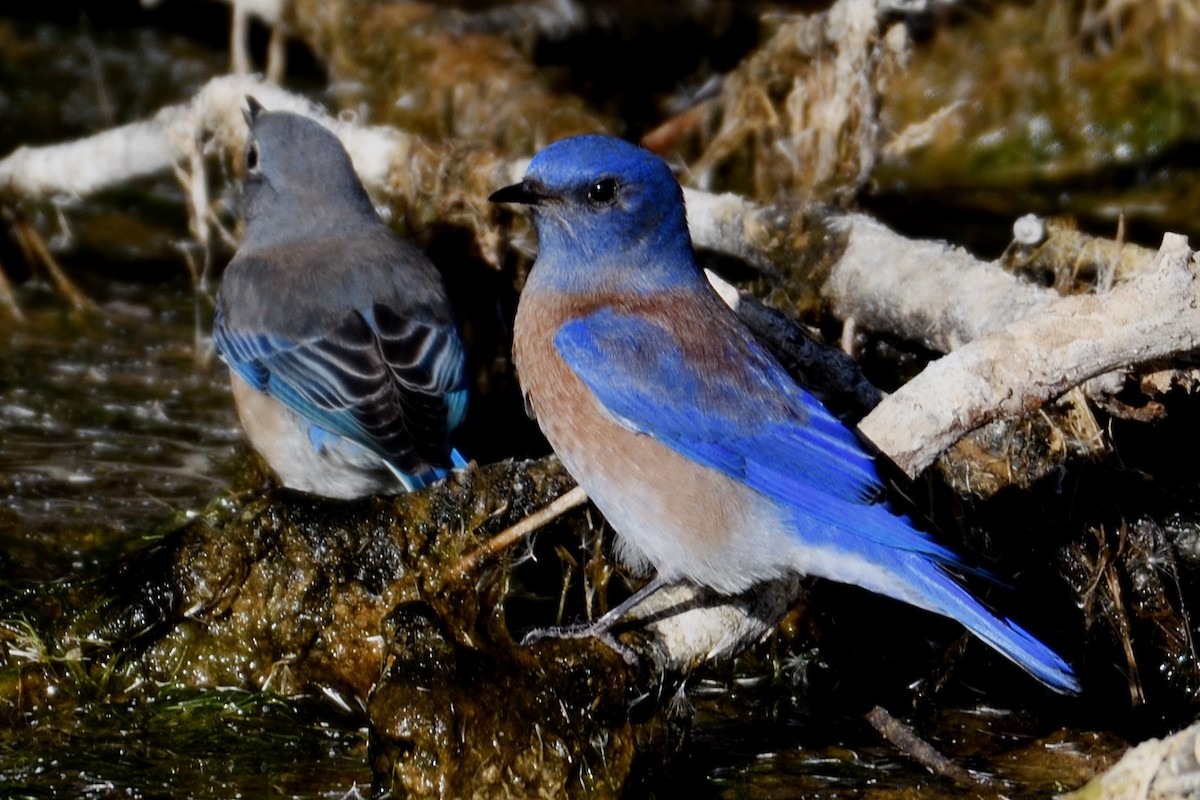 Blaukehl-Hüttensänger - ML124813631