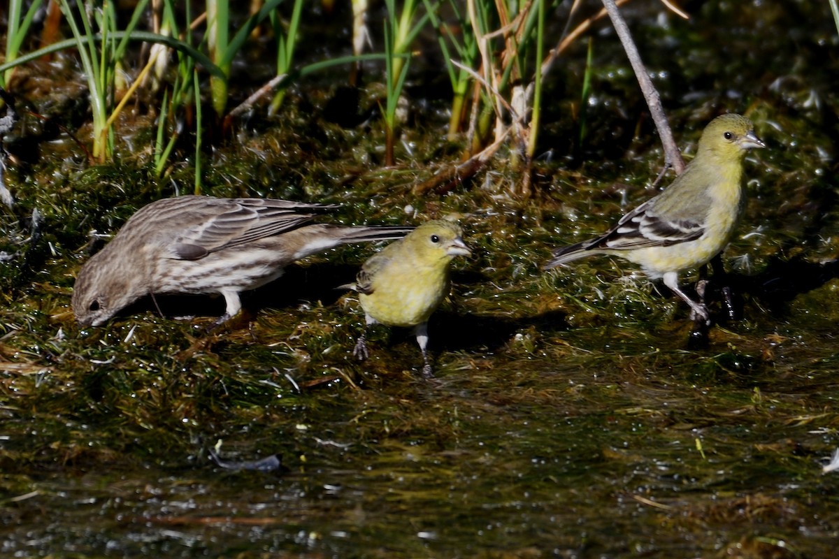 Lesser Goldfinch - ML124813701