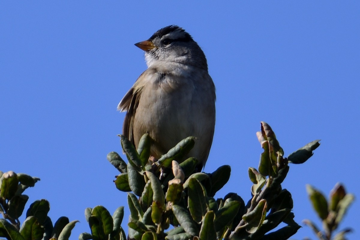 Bruant à couronne blanche - ML124813771