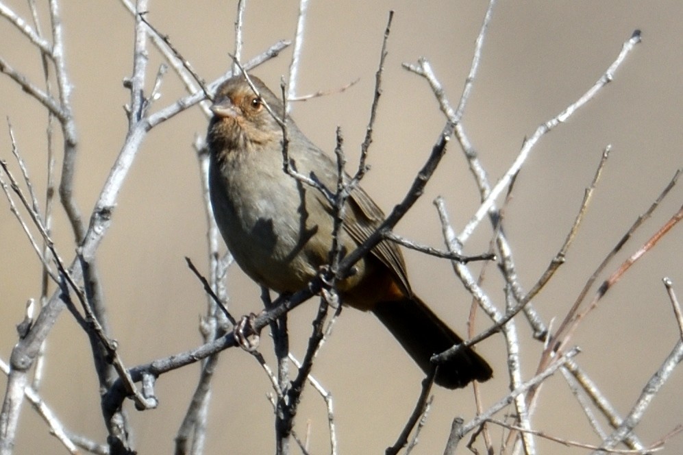 California Towhee - ML124813851