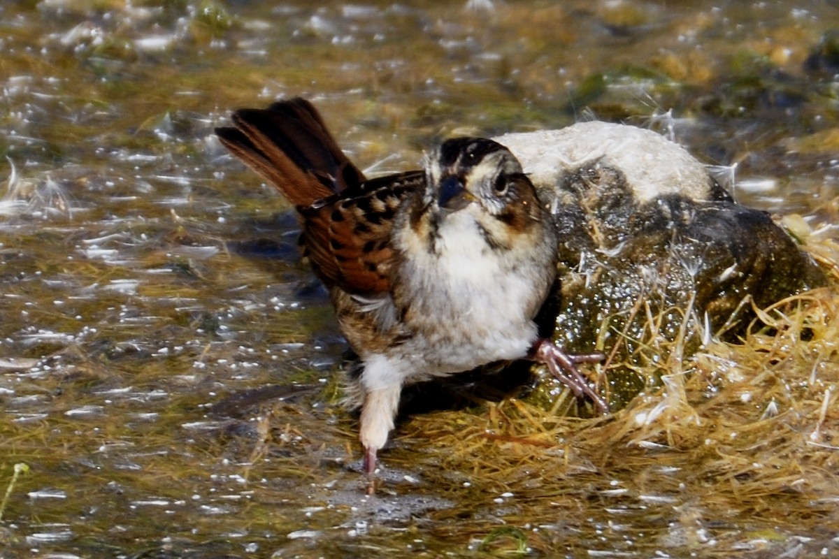 Swamp Sparrow - John Doty