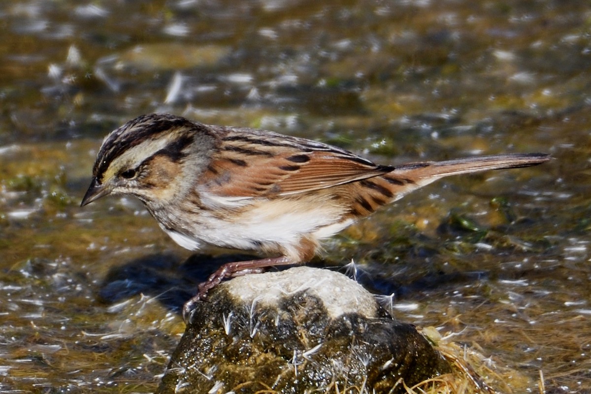 Swamp Sparrow - John Doty