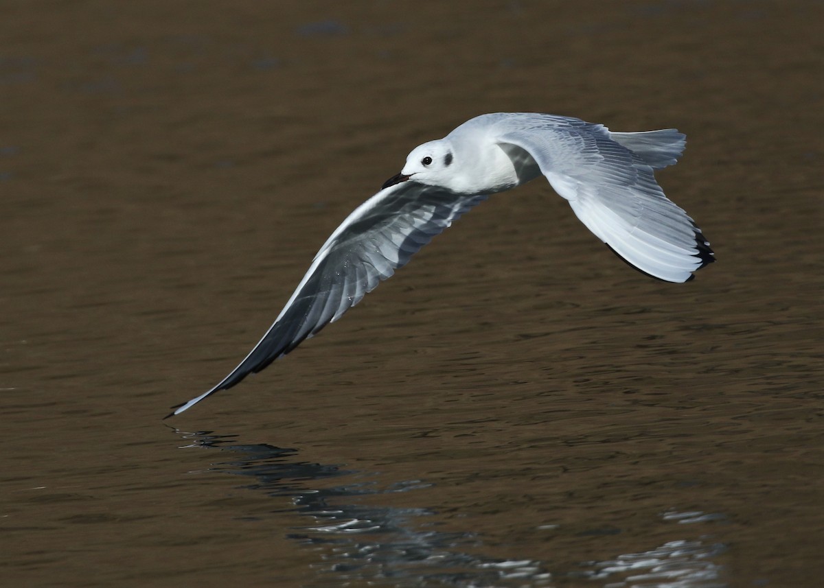 Bonaparte's Gull - Dean LaTray