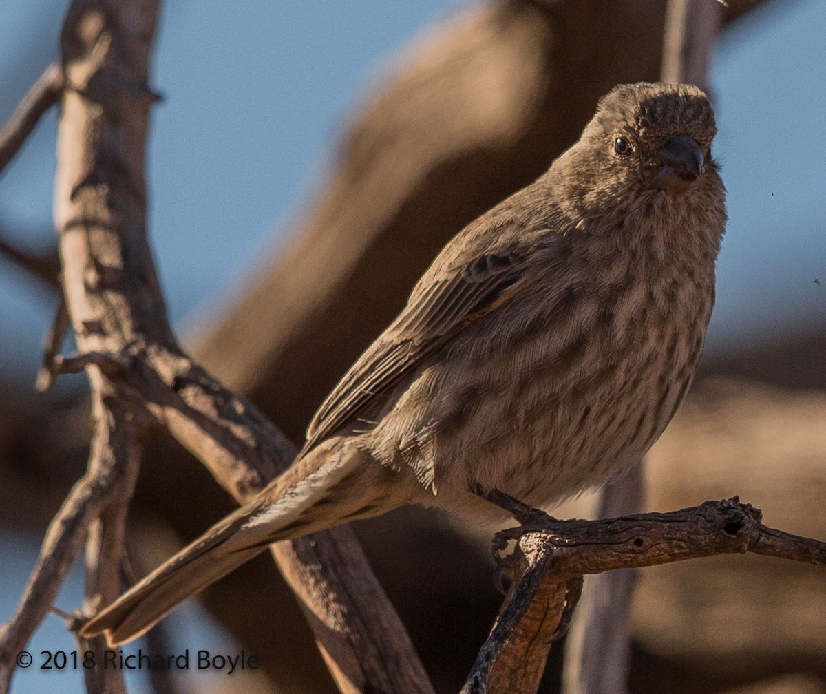 House Finch - Richard  Boyle