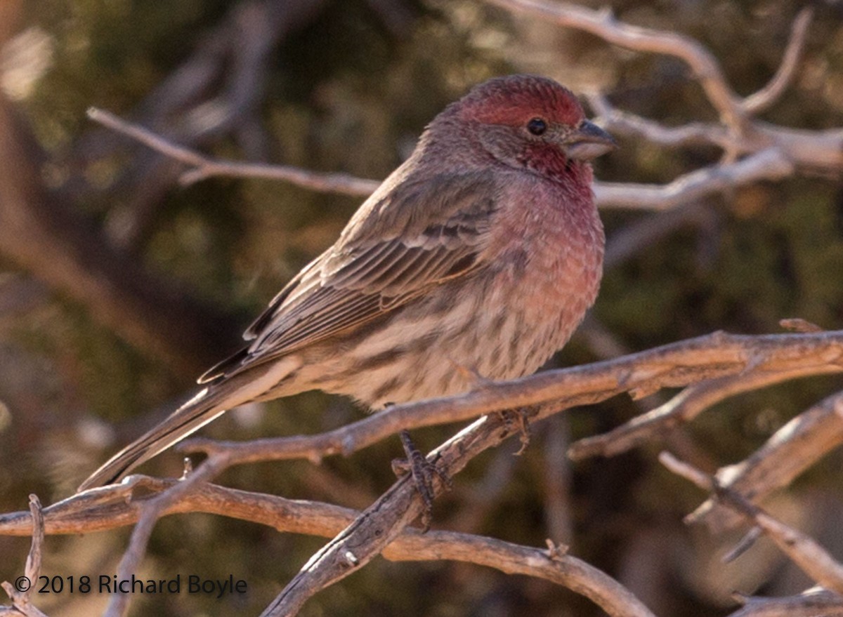 House Finch - ML124815961